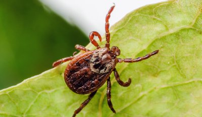 Eine braune Zecke krabbelt auf einem grünen Blatt.