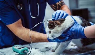 Eine Katze wird von zwei Personen in blauen Handschuhen untersucht, wobei ein Stethoskop und ein medizinisches Gerät verwendet werden.